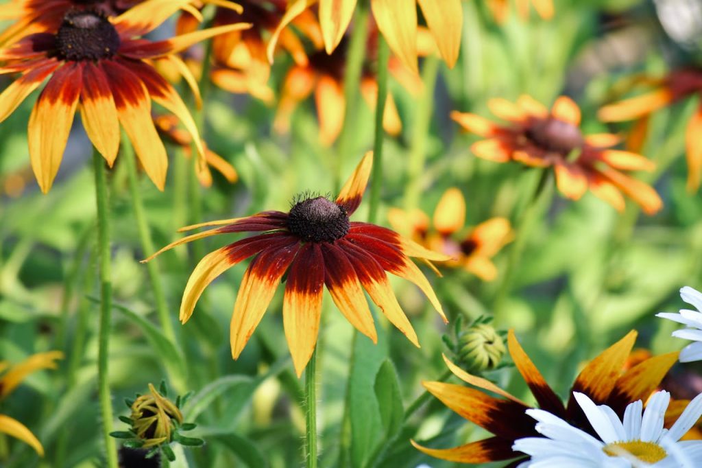 Black-Eyed Susan