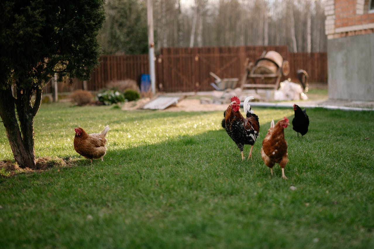 Why These American States Are Cracking Down on Backyard Livestock Bans