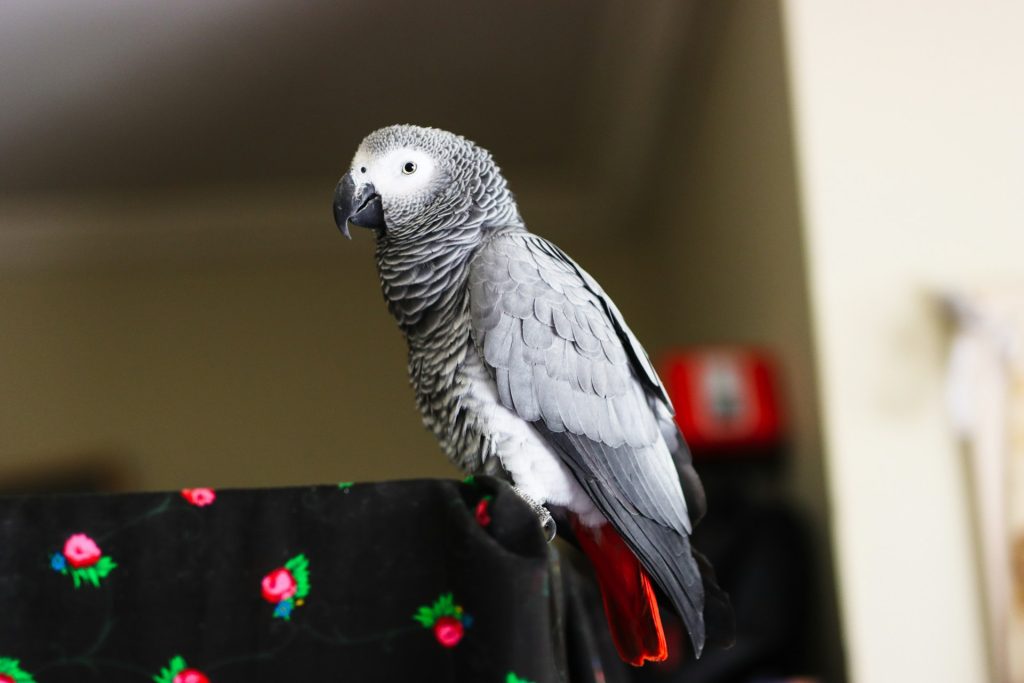 African Grey Parrot