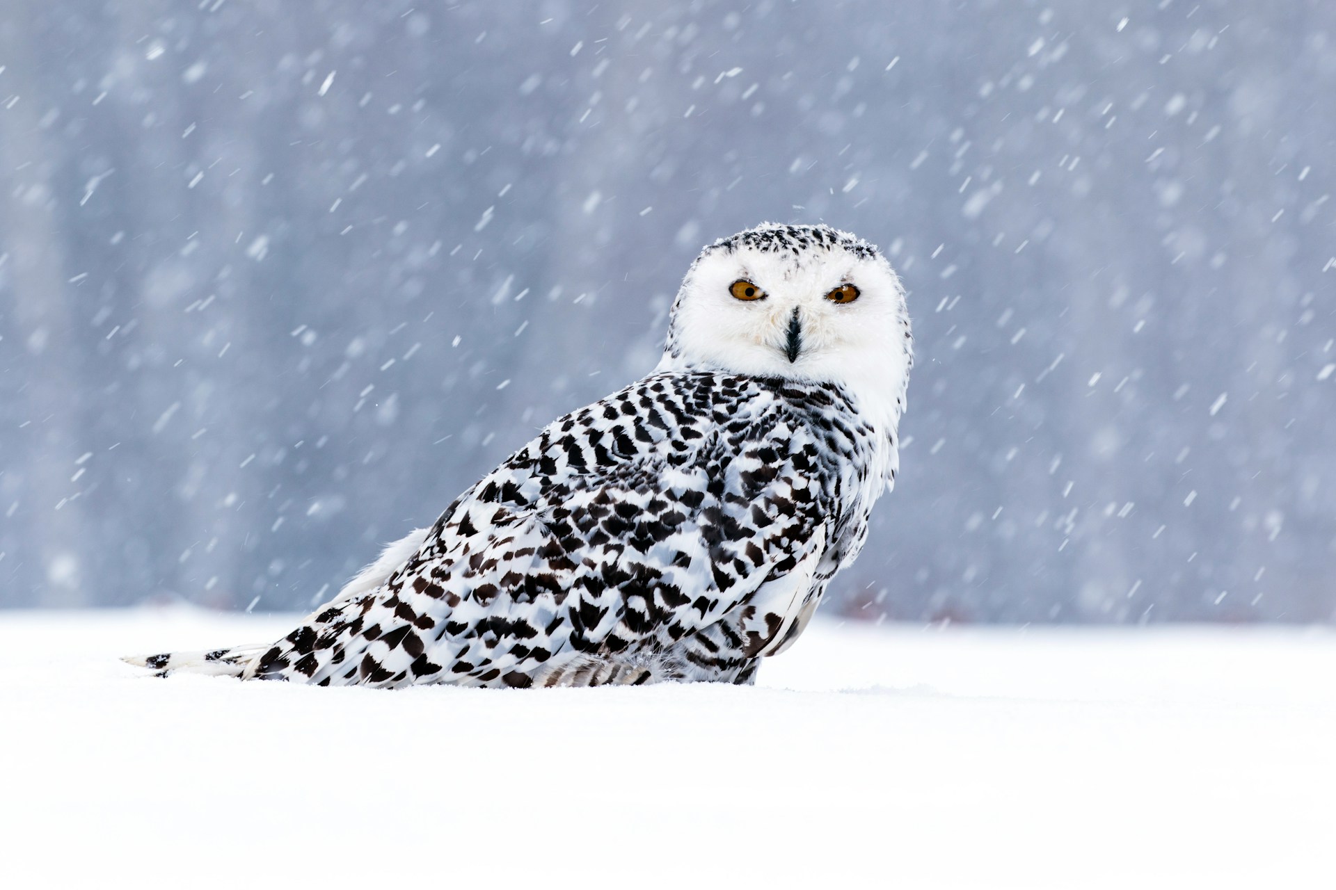 8 Wild Birds That Look Majestic and the Downside People Ignore