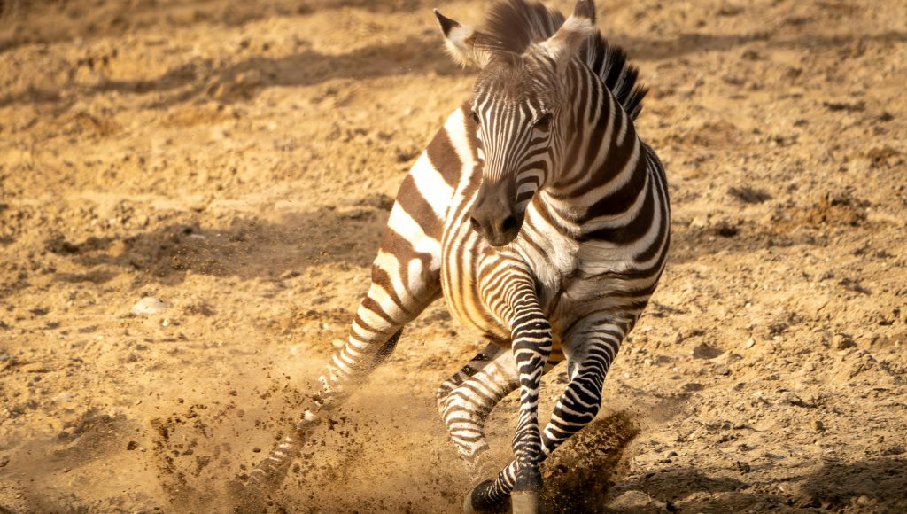Animals That React Instantly When a Predator Appears – terraplanetearth.com