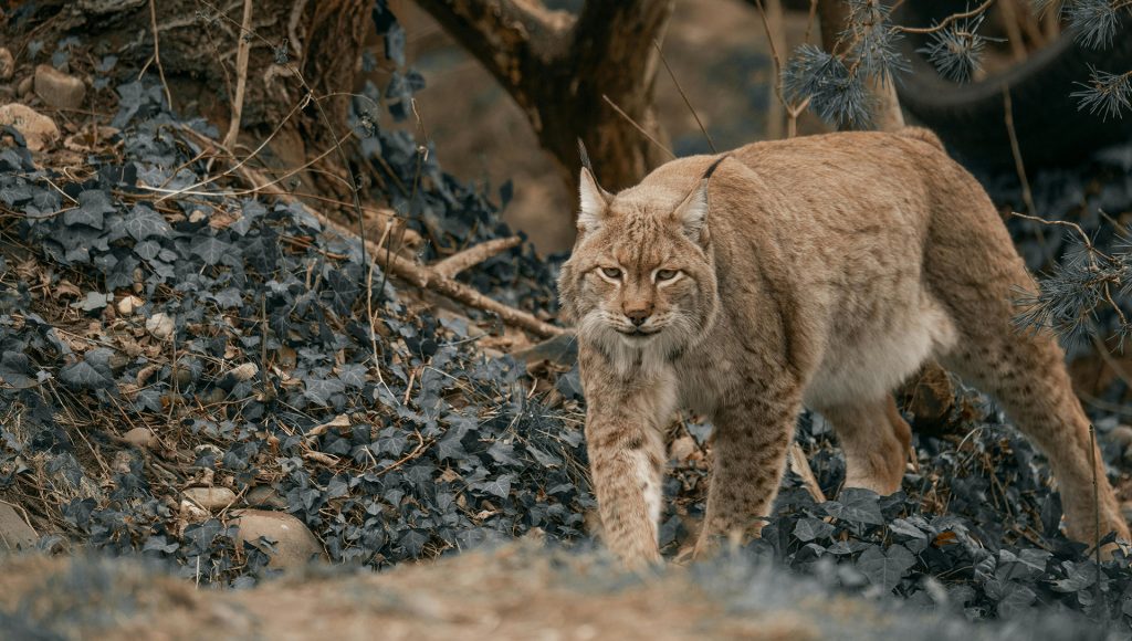 10 Signs Predator Pressure Is Reshaping Parts of Yellowstone ...