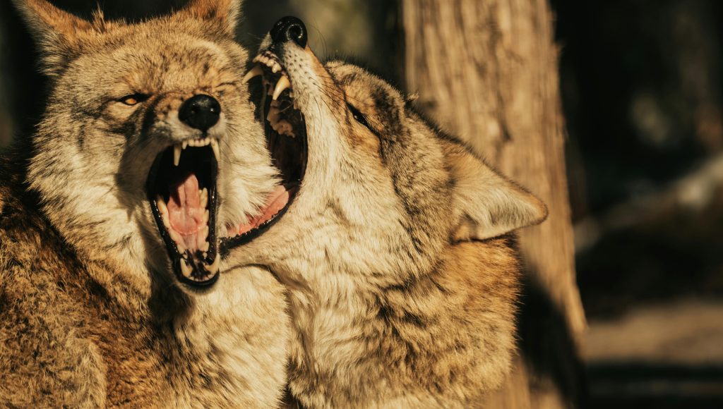 Wolves vs Rivals: 8 Territory Battles Experts Watch – terraplanetearth.com