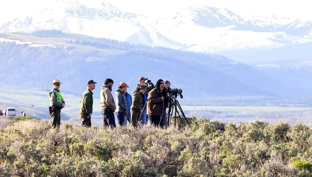 10 Signs Predator Pressure Is Reshaping Parts of Yellowstone ...