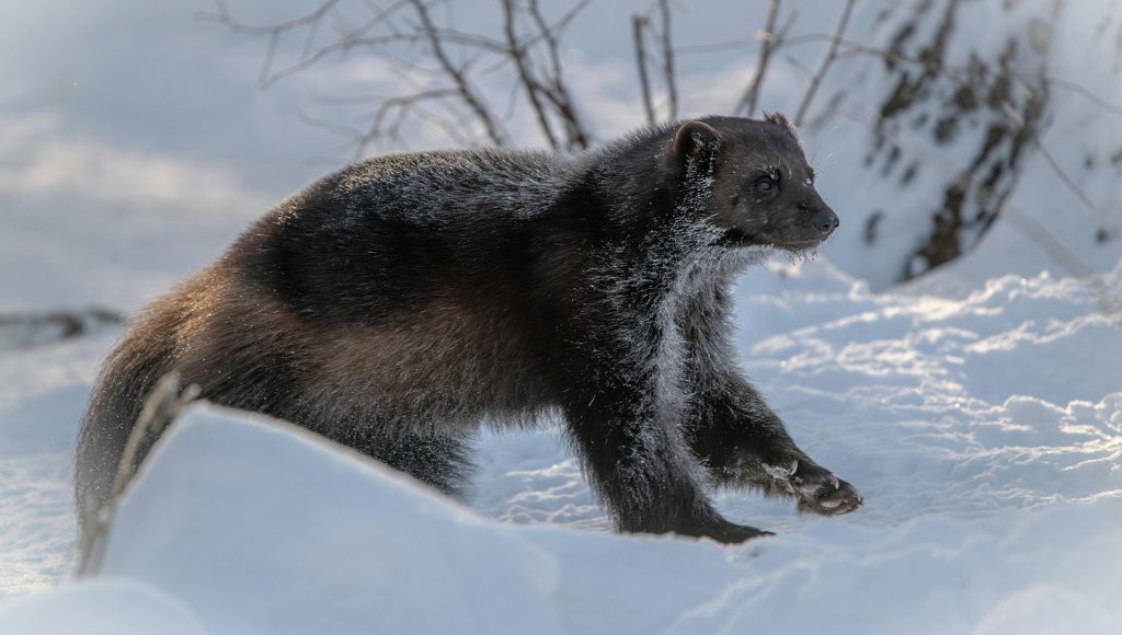 7 Rival Species Wolves Keep Forcing to Adapt – terraplanetearth.com