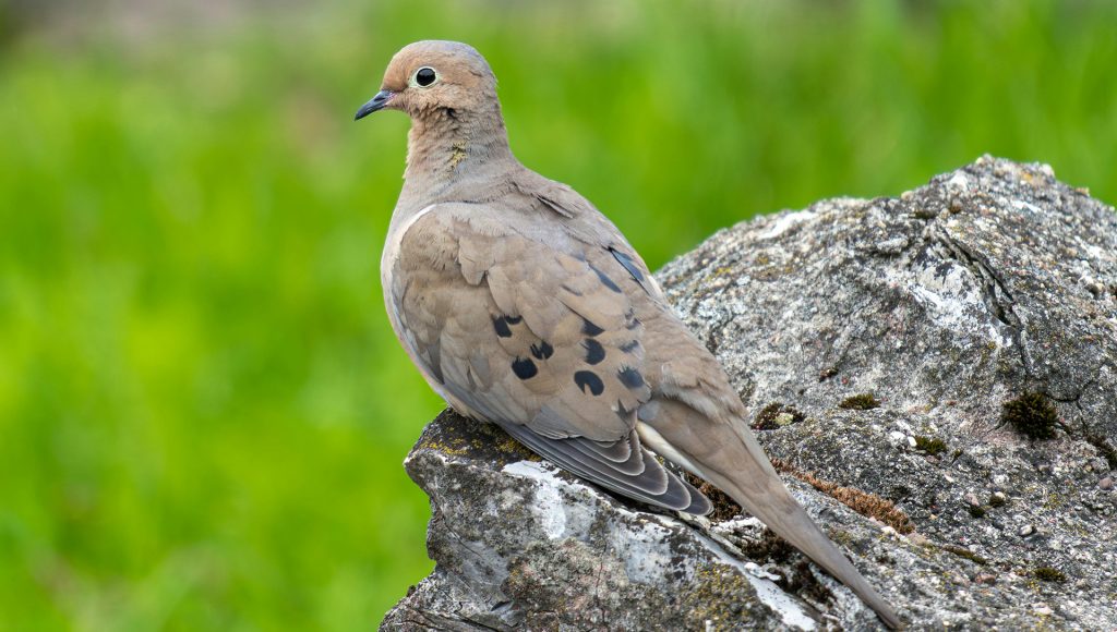 The most common birds that come to American backyards ...