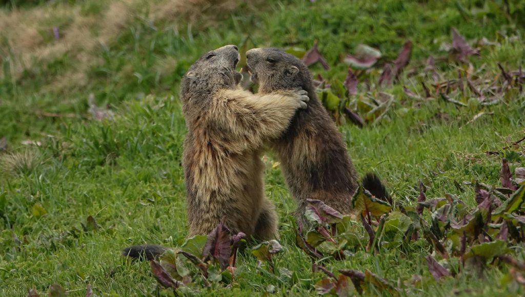 10 Backyard Animals in America That Will Defend Themselves Faster Than ...