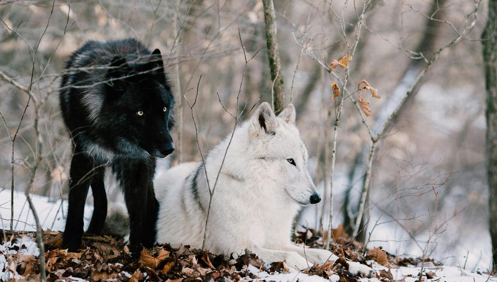 Wolves vs Rivals: 8 Territory Battles Experts Watch – terraplanetearth.com