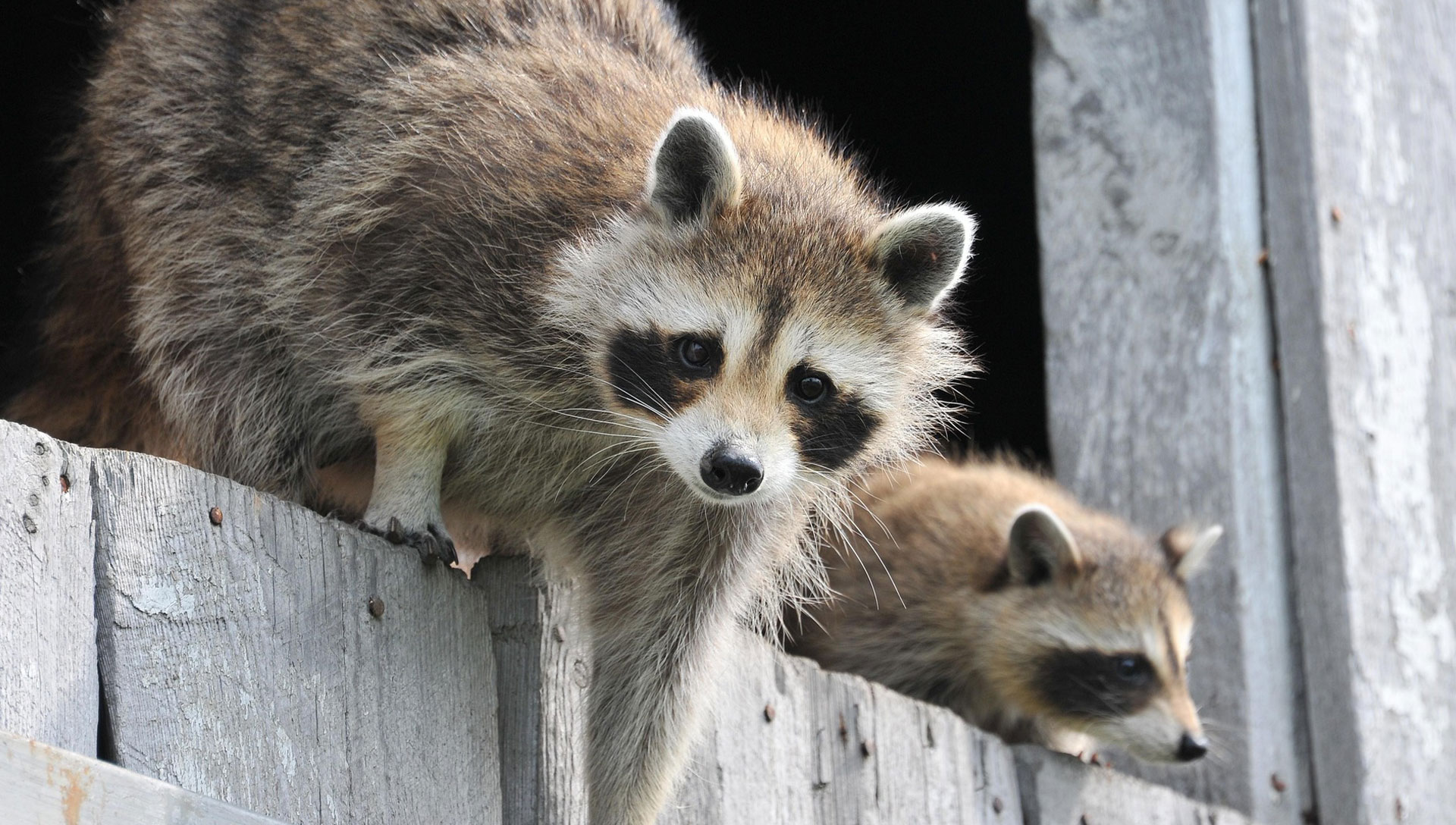 7-worst-animals-to-keep-as-pets-experts-warn-can-become-dangerous-or