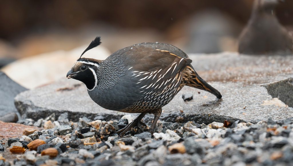 10 Signs a Wild Animal Is Becoming Too Comfortable Around People ...