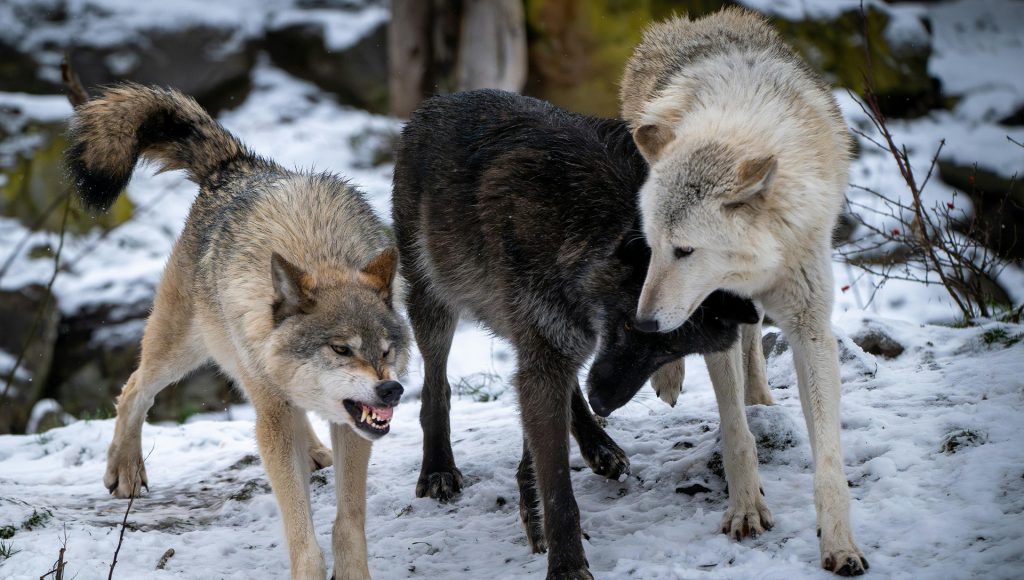 Wolves vs Rivals: 8 Territory Battles Experts Watch – terraplanetearth.com