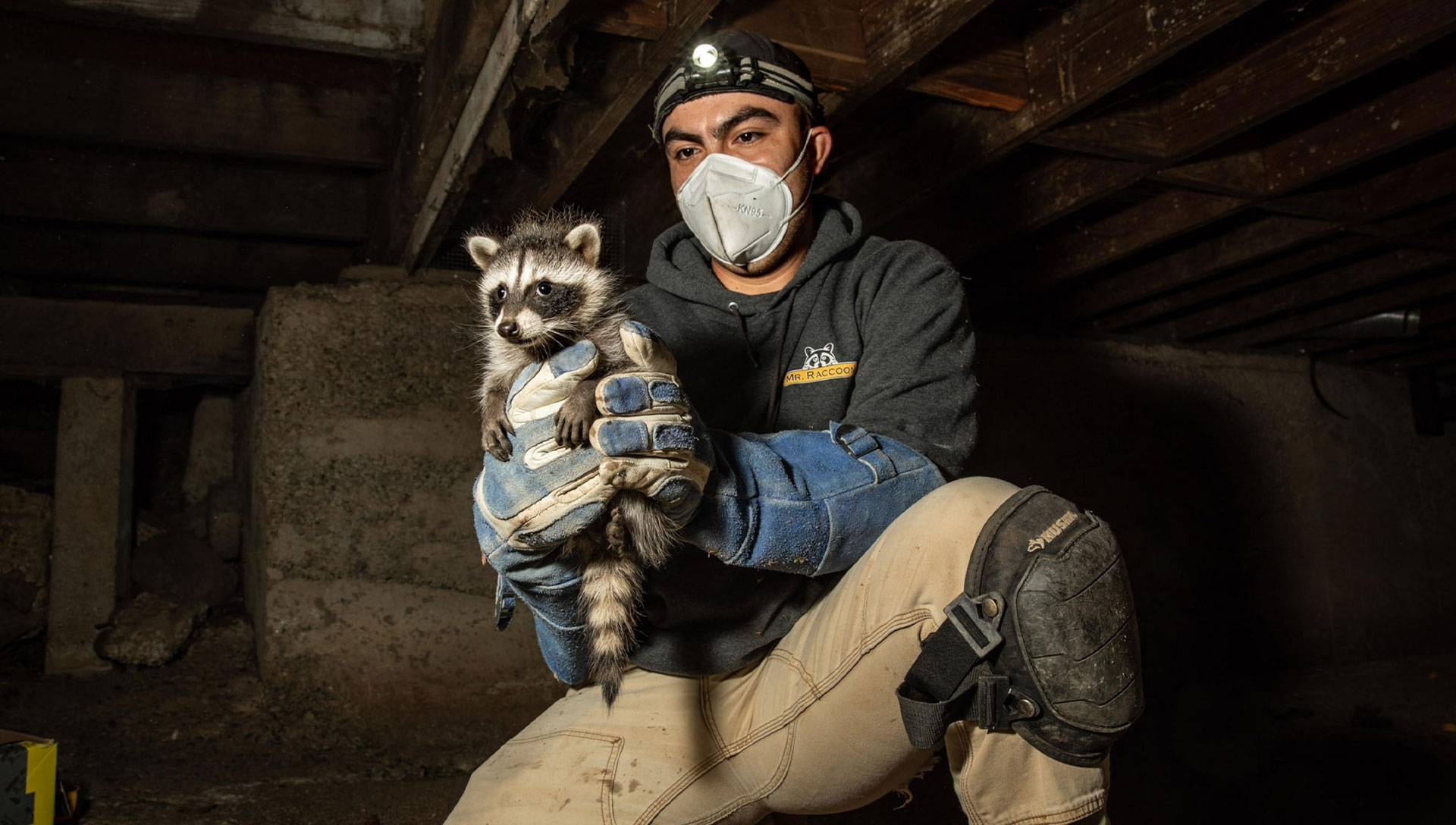 Wildlife rescues that gave the United States hope again ...