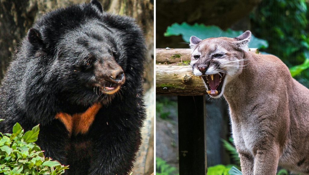 6 Predator Power Struggles Changing U.S. Wildlands – terraplanetearth.com