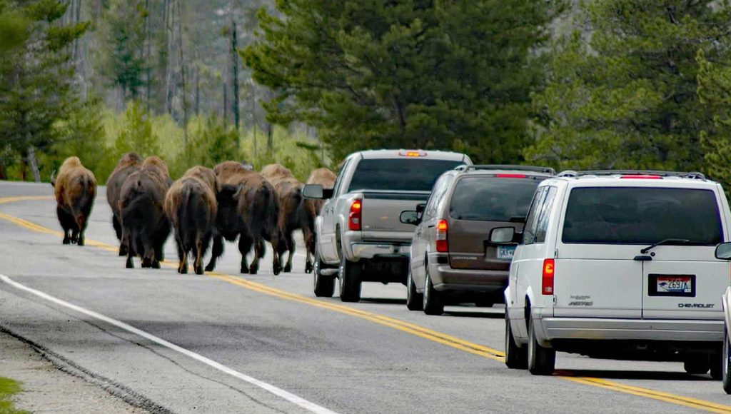 Wildlife Encounters That Escalated Before People Realized What Was ...