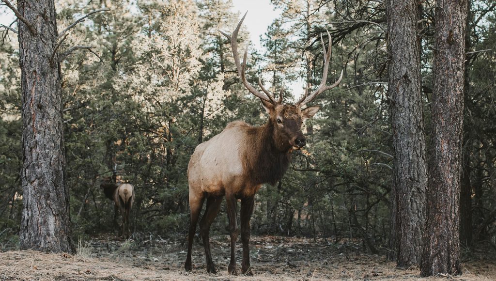 Wildlife Encounters That Escalated Before People Realized What Was ...