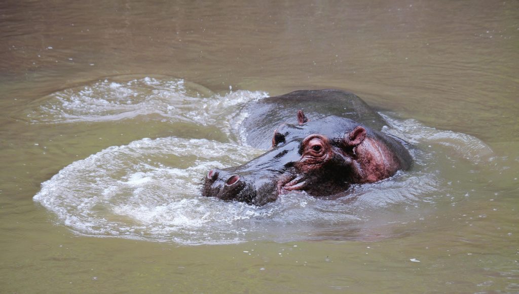 Wildlife Encounters That Escalated Before People Realized What Was ...