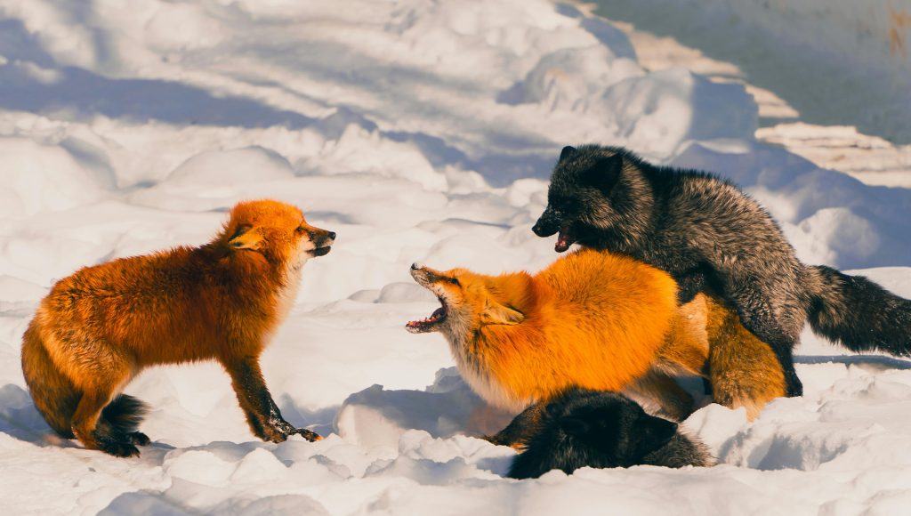 8 Predator Rivalries That Are Becoming Harder to Ignore ...