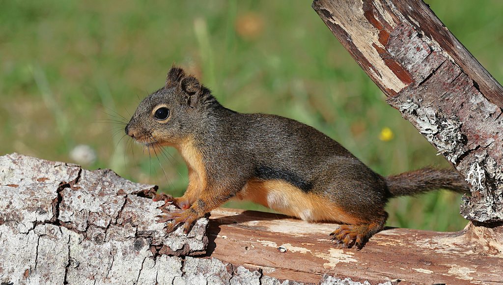 10 Signs a Wild Animal Is Becoming Too Comfortable Around People ...