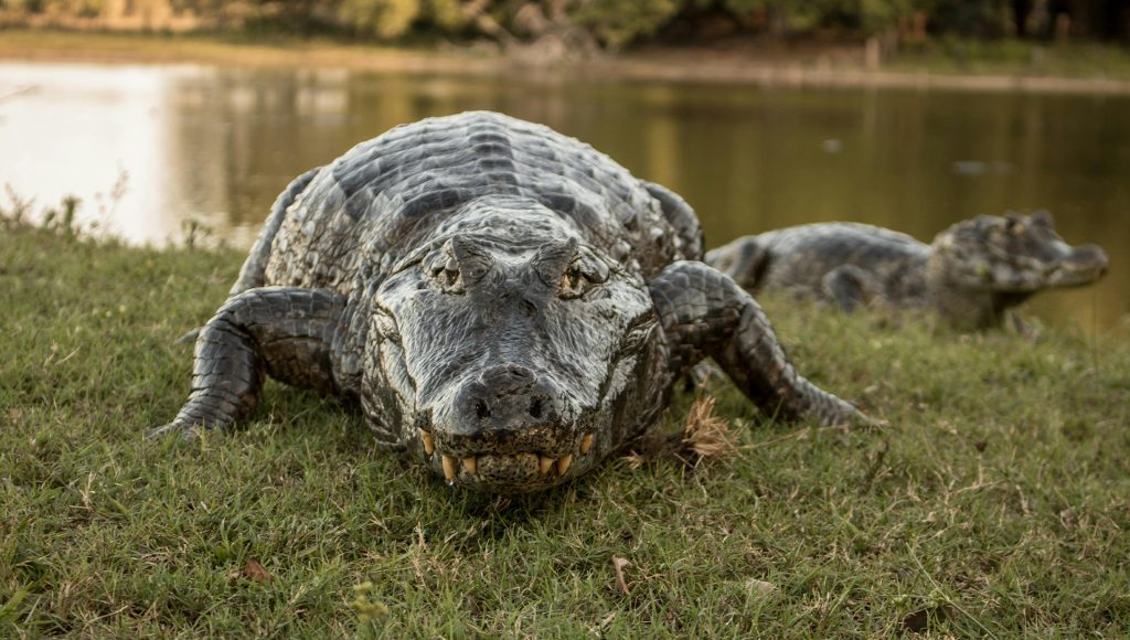 Wildlife Encounters That Escalated Before People Realized What Was ...
