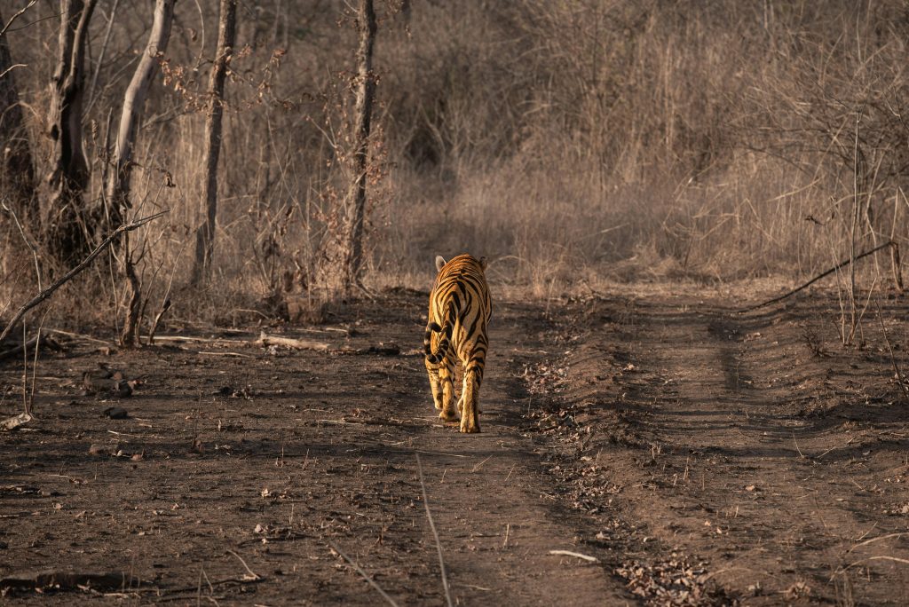 Predator Walk What Happens When a Predator Walks Into Another’s Territory Uninvited ...