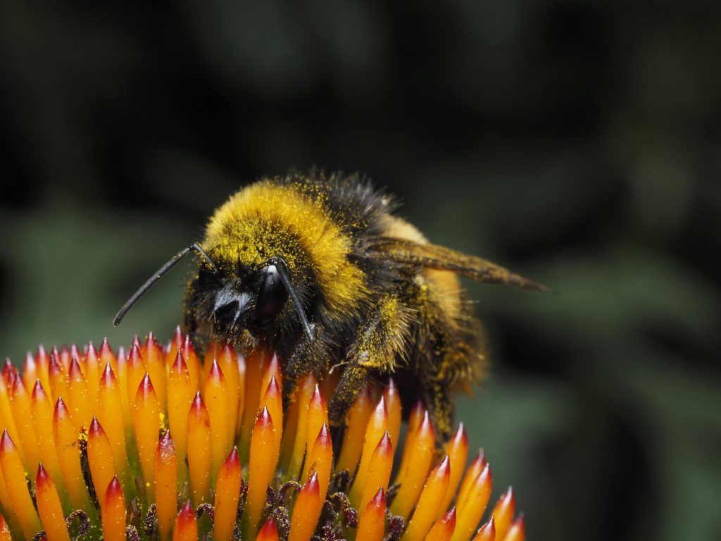Backyard Insects Quietly Changing Your Home Without You Knowing ...