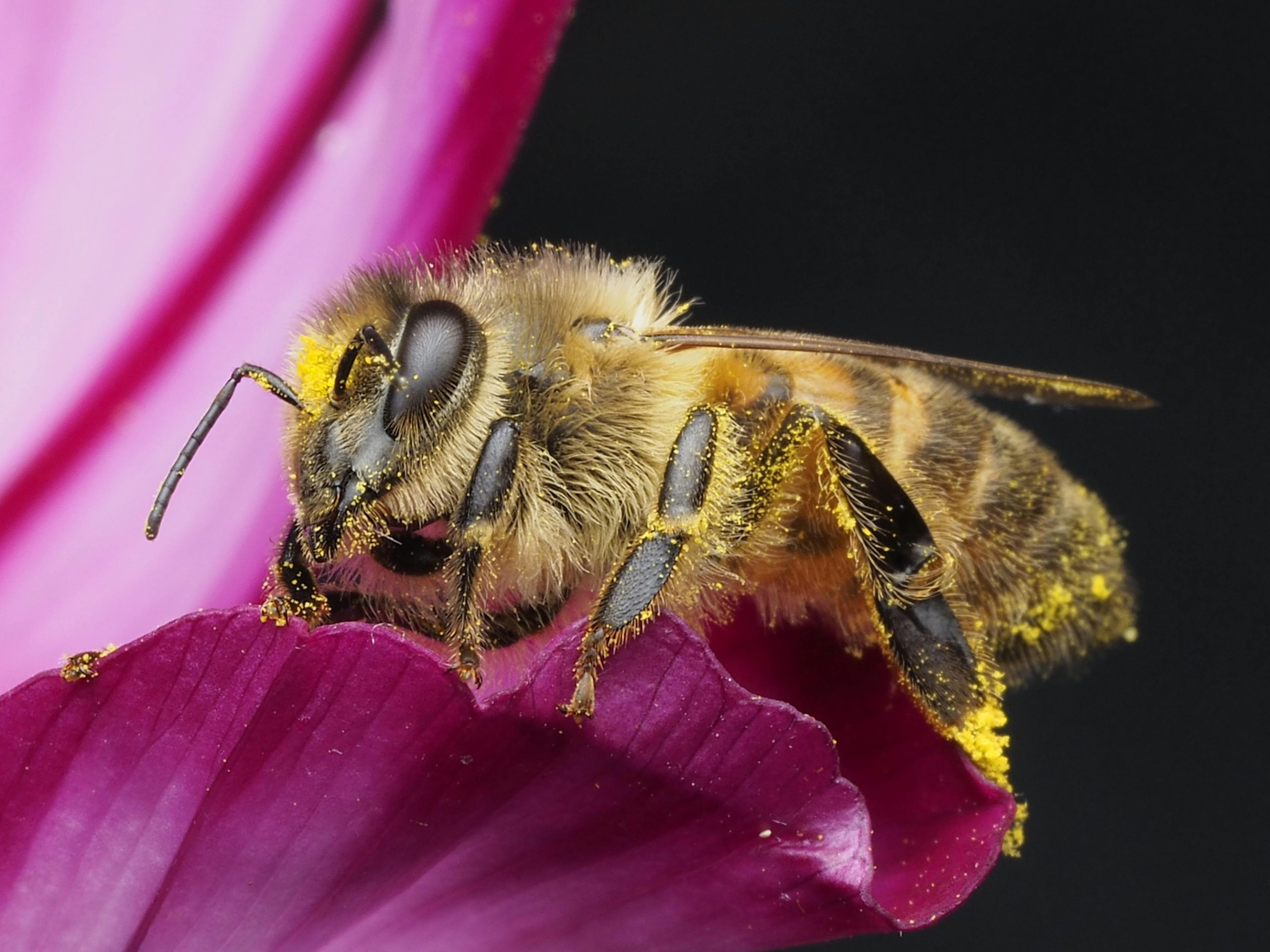 Backyard Insects Quietly Changing Your Home Without You Knowing ...