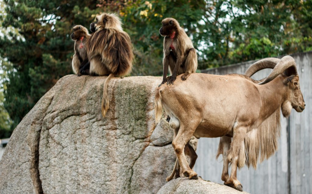 Scientists Say Environmental Changes Are Altering Animal Behaviour—And ...