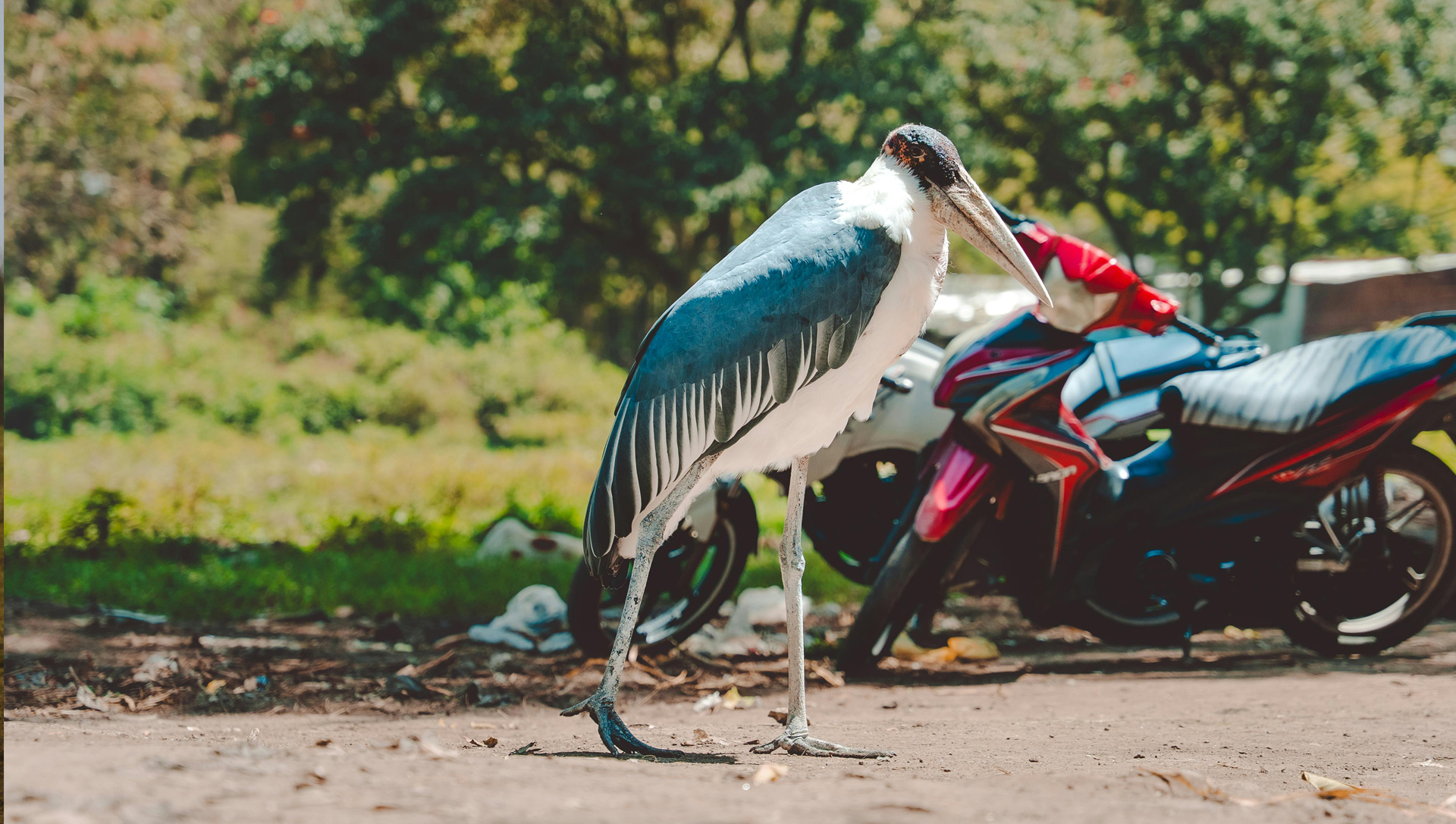 Scientists Say Environmental Changes Are Altering Animal Behaviour—And ...