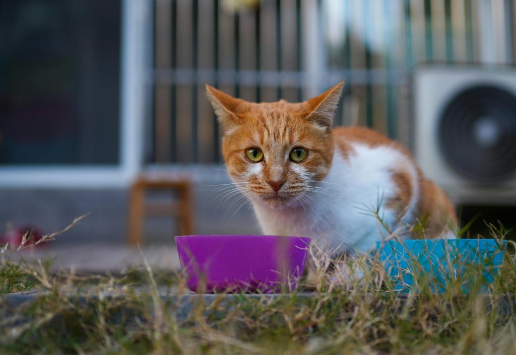 That Behaviour Your Cat Shows at Night Might Not Be Random—Experts ...