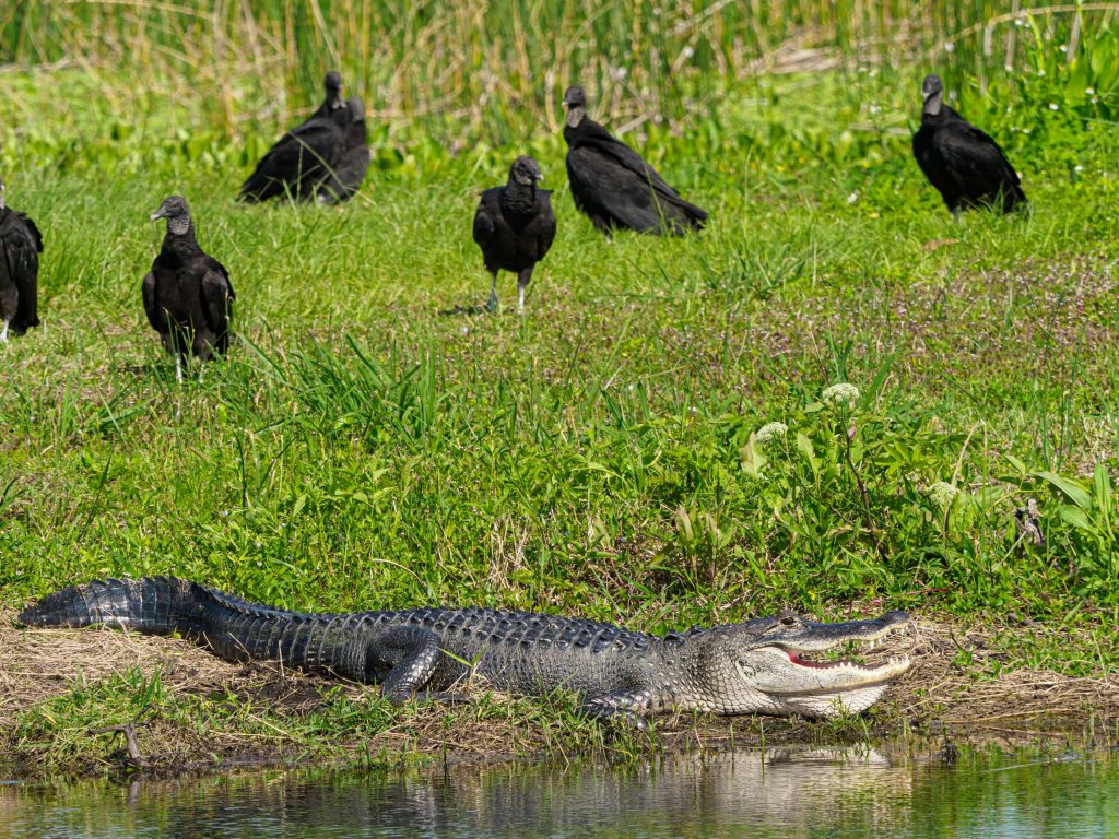 What Happens When Predator Territories Collapse—And Why Experts Are ...