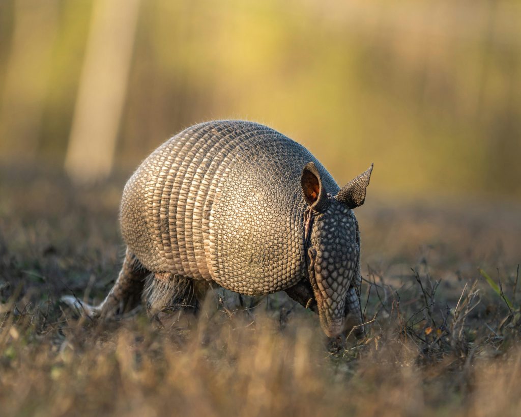 Animals in the U.S. That Can Suddenly Turn Dangerous When They Feel ...
