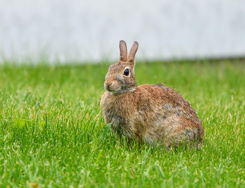 Vari Muyal Biologists say some friendly animal behaviours are actually distance ...