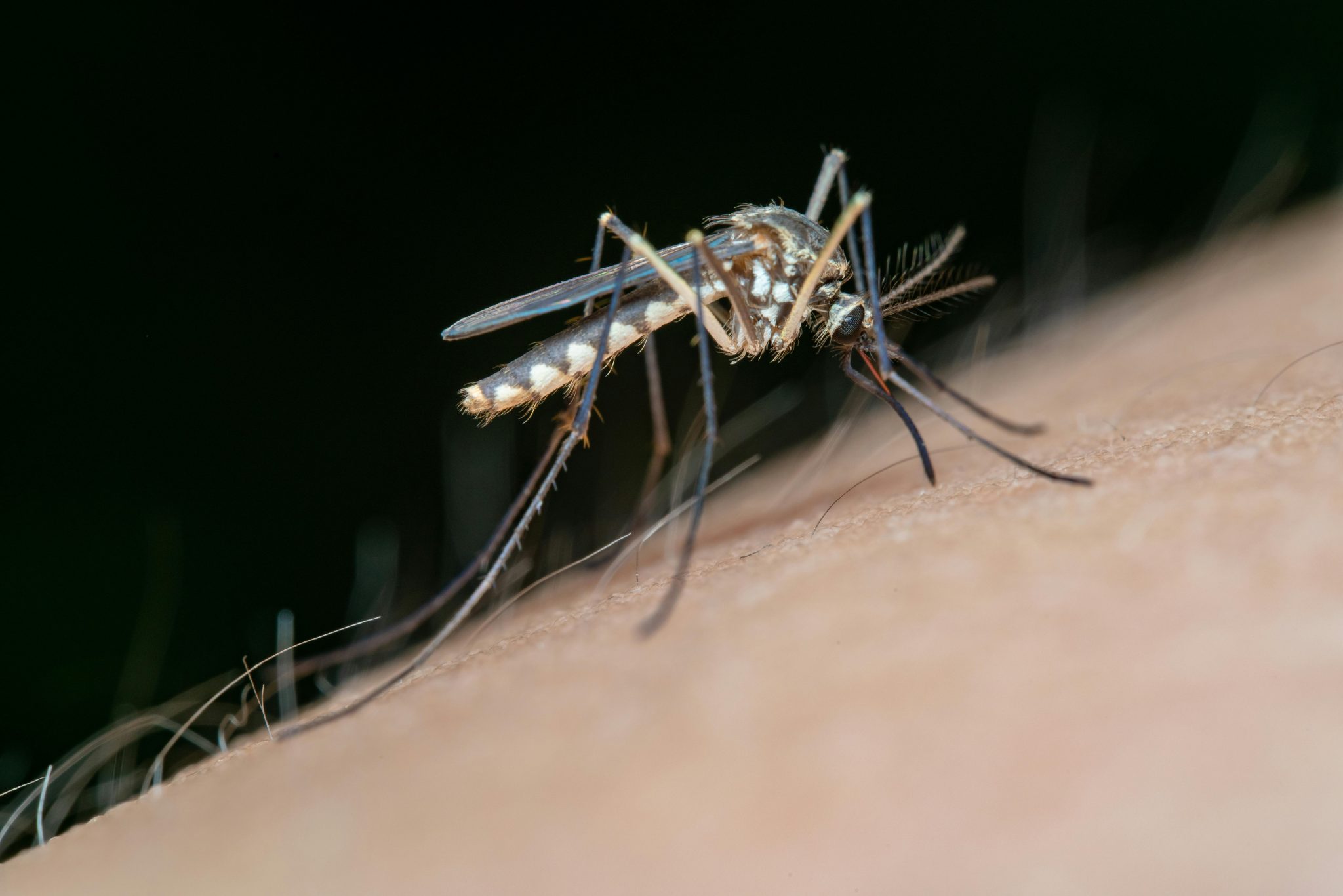 Out Site Insect Backyard Insects Quietly Changing Your Home Without You Knowing ...