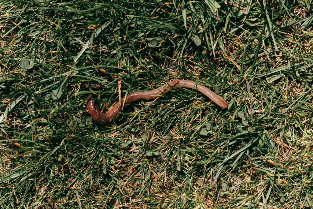 Backyard Insects Quietly Changing Your Home Without You Knowing ...