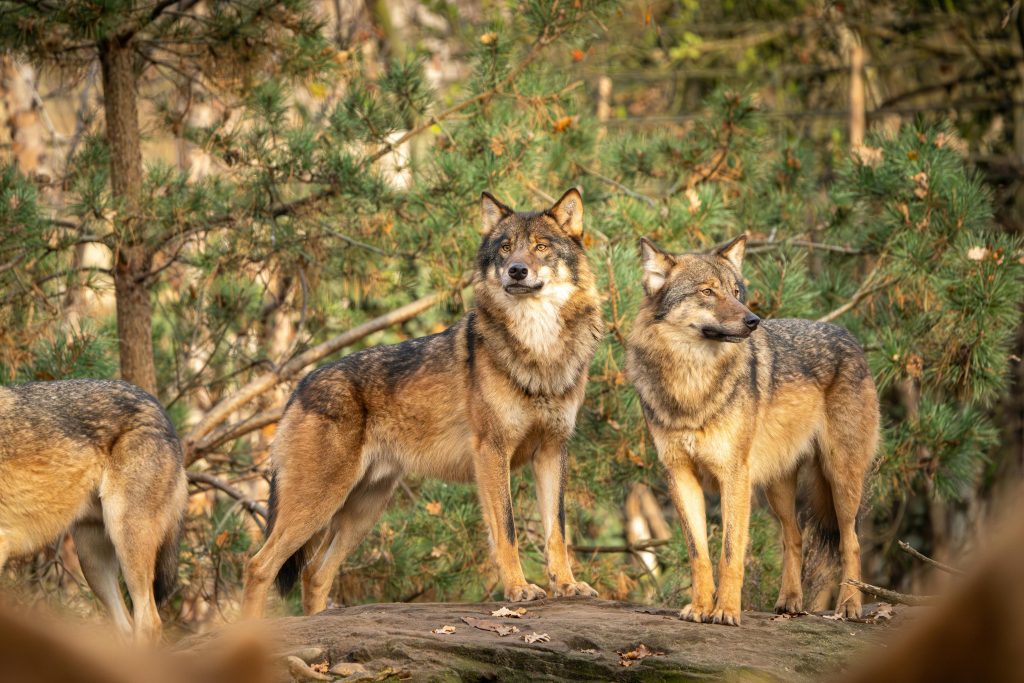 Predator Science Wolf The Hidden Pressure Wolves Put on Other Predators That People Rarely ...