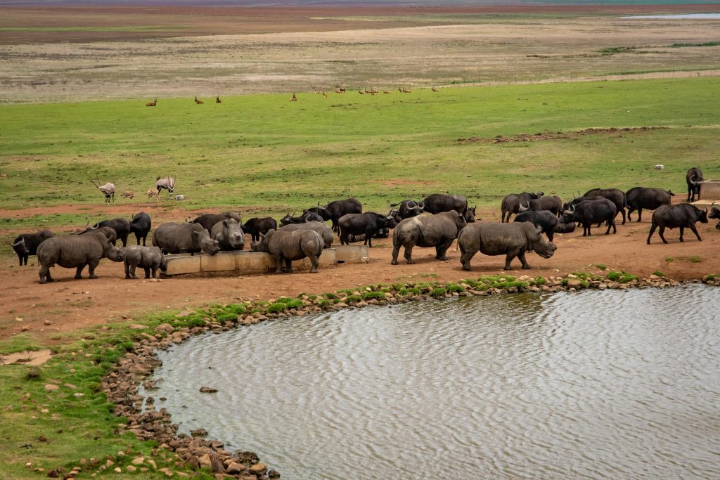 Scientists Say Environmental Changes Are Altering Animal Behaviour—And ...