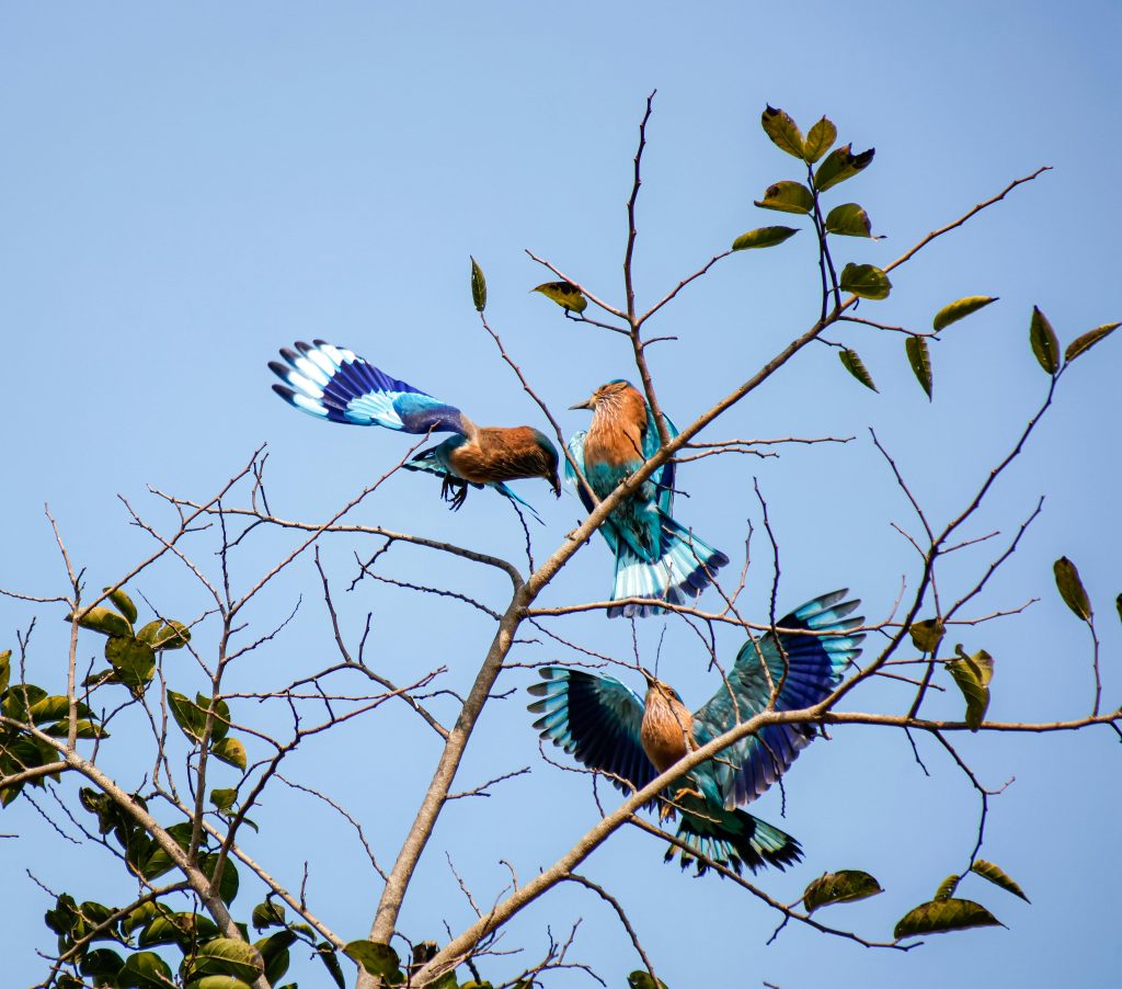 Scientists Say Environmental Changes Are Altering Animal Behaviour—And ...
