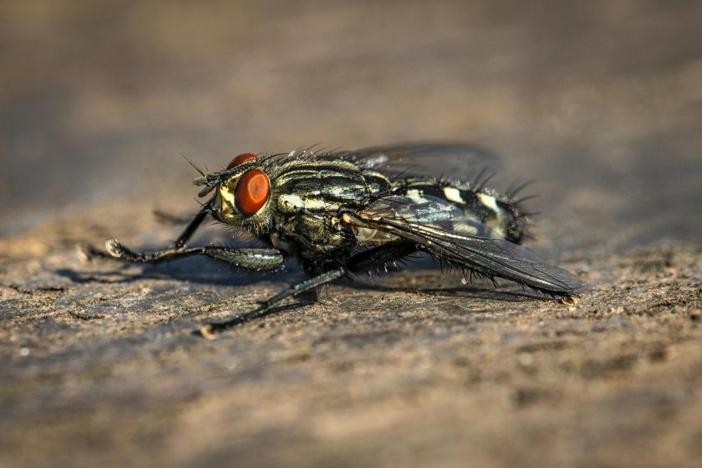Backyard Insects Quietly Changing Your Home Without You Knowing ...