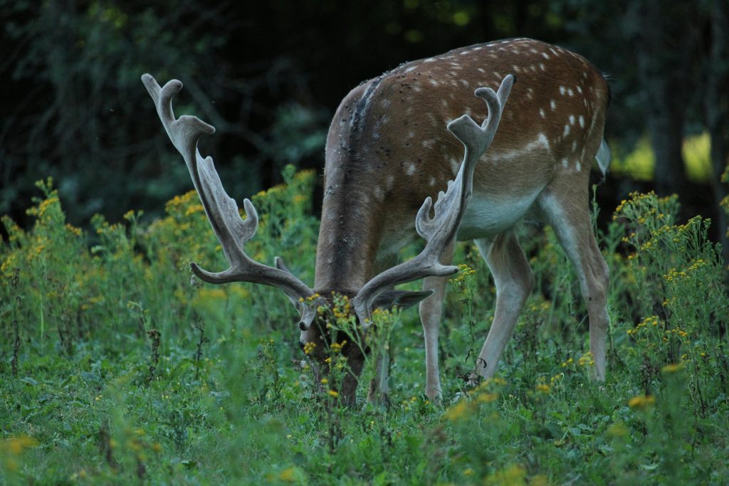 Scientists Say Environmental Changes Are Altering Animal Behaviour—And ...