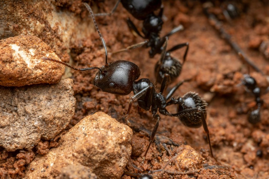 Backyard Insects Quietly Changing Your Home Without You Knowing ...