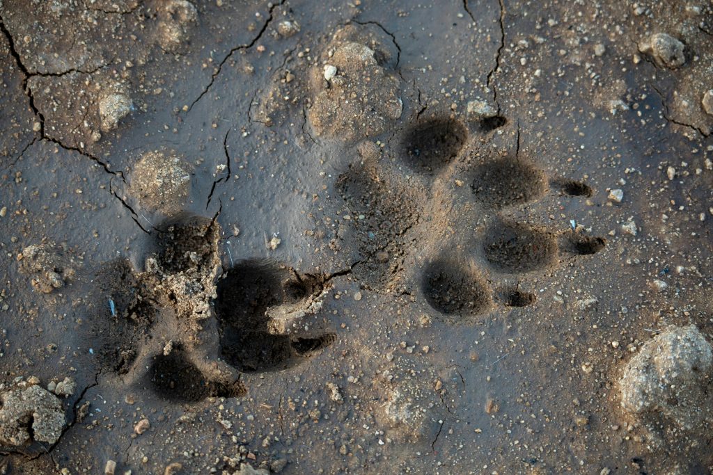 Predators Competing When Rival Predators Compete for the Same Prey: What Happens Next ...