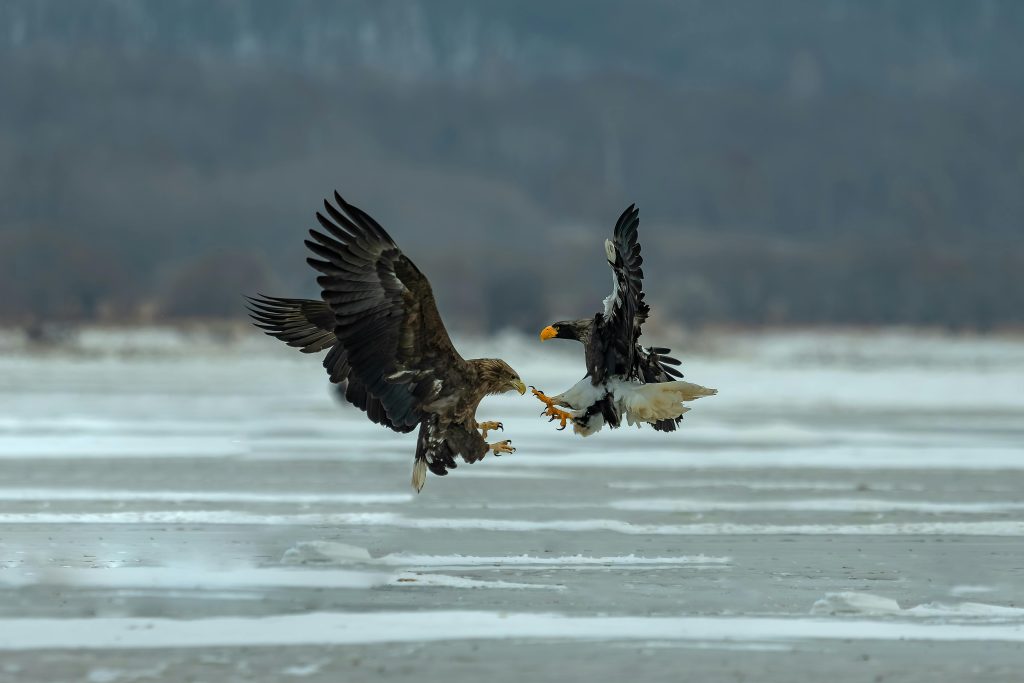 Predators Competing When Rival Predators Compete for the Same Prey: What Happens Next ...