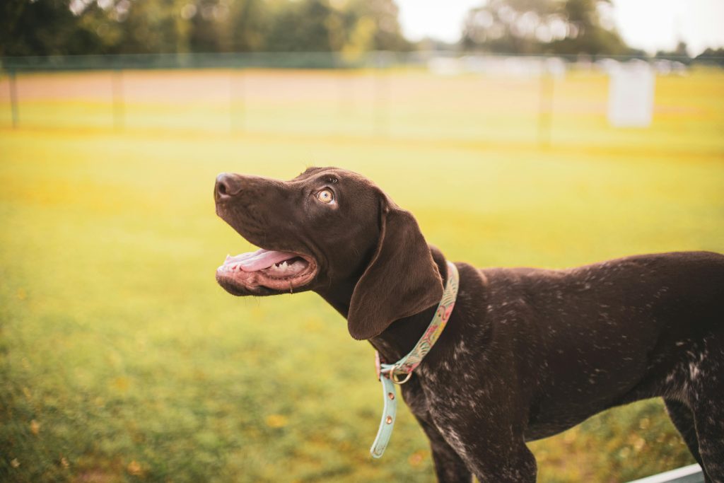 Why Some Dogs Become More Alert at Certain Times—And What Owners Often ...