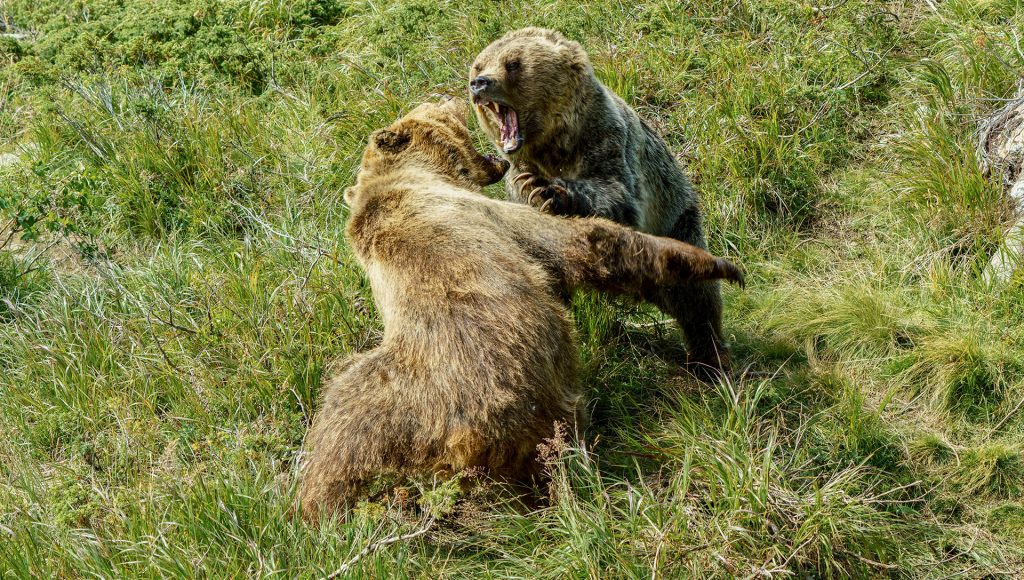 10 Wildlife Conflicts Nobody Expected Wolf Recovery to Create ...
