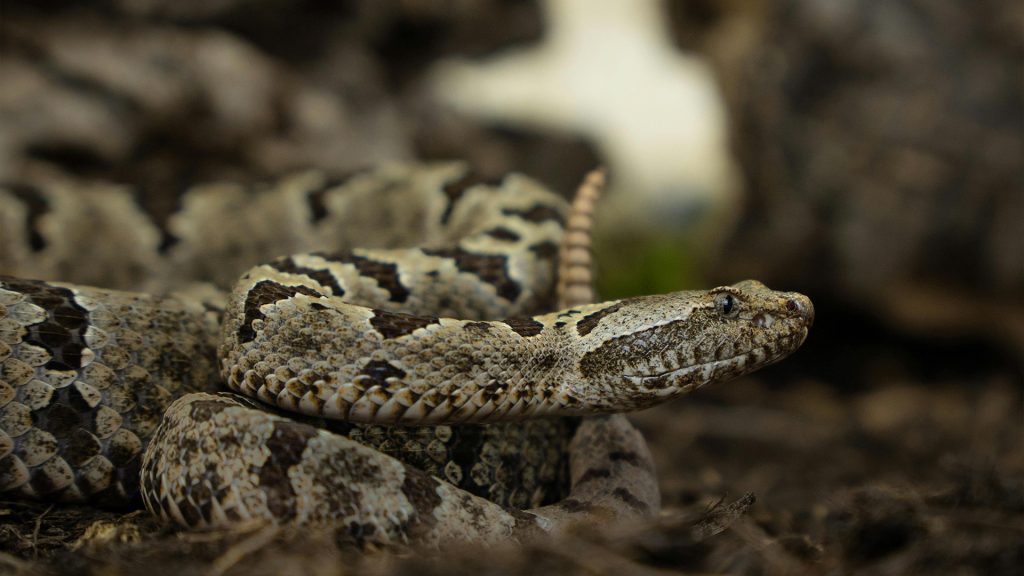 Two Step Rattlesnake The Exact Times When Wildlife Became Dangerous and Then Got Saved ...