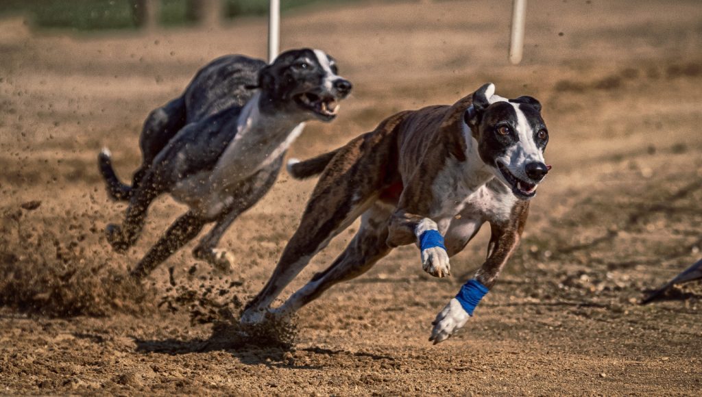 Why Dogs Chase People: Instinct, Fear, and Protective Behavior ...