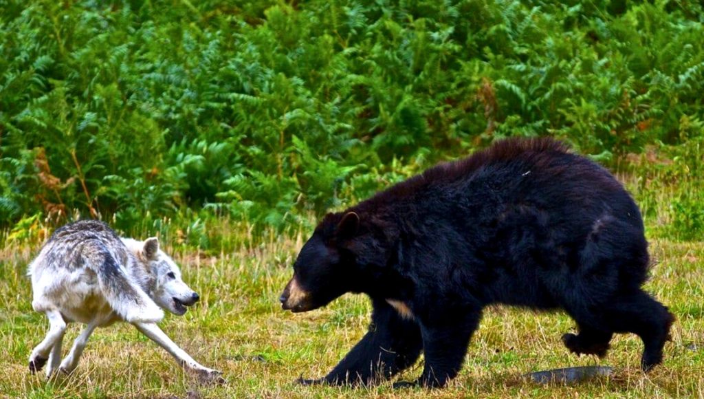 Wolves vs Rivals: 8 Territory Battles Experts Watch – terraplanetearth.com