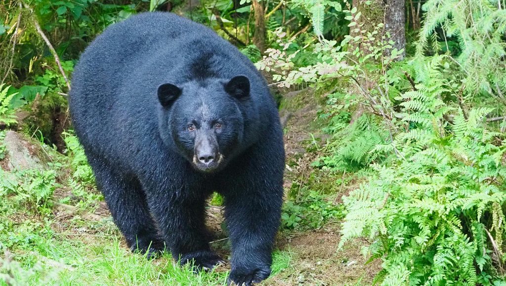 Wildlife Encounters That Escalated Before People Realized What Was ...