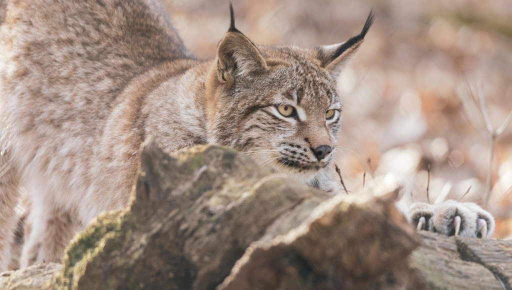 8 Predator Rivalries That Are Becoming Harder to Ignore ...