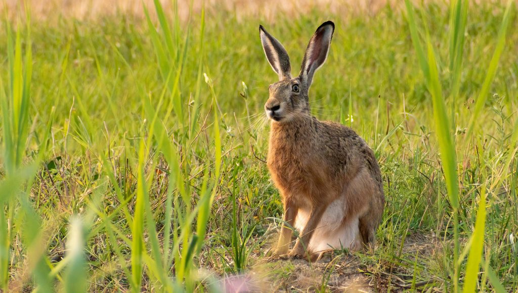 10 Signs a Wild Animal Is Becoming Too Comfortable Around People ...